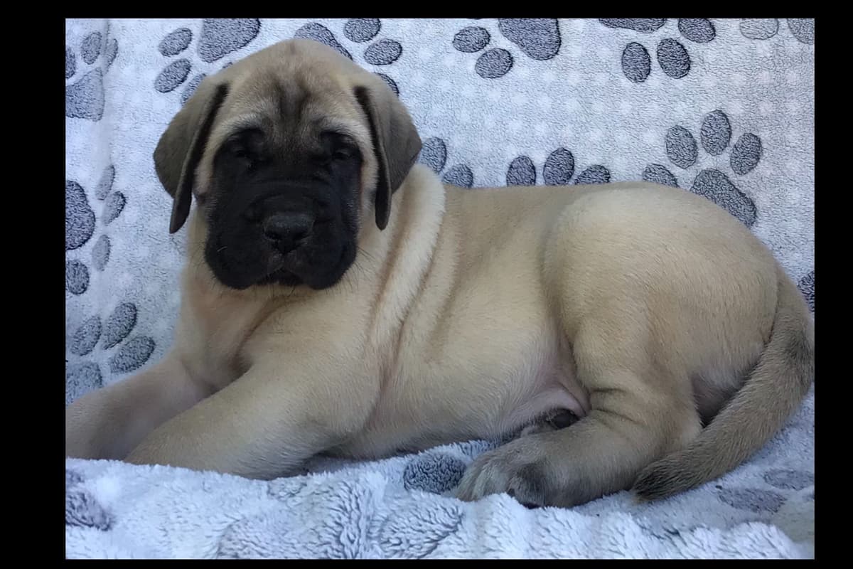 Maple Grove Mastiffs/ 717-380-6772 breeder image 10