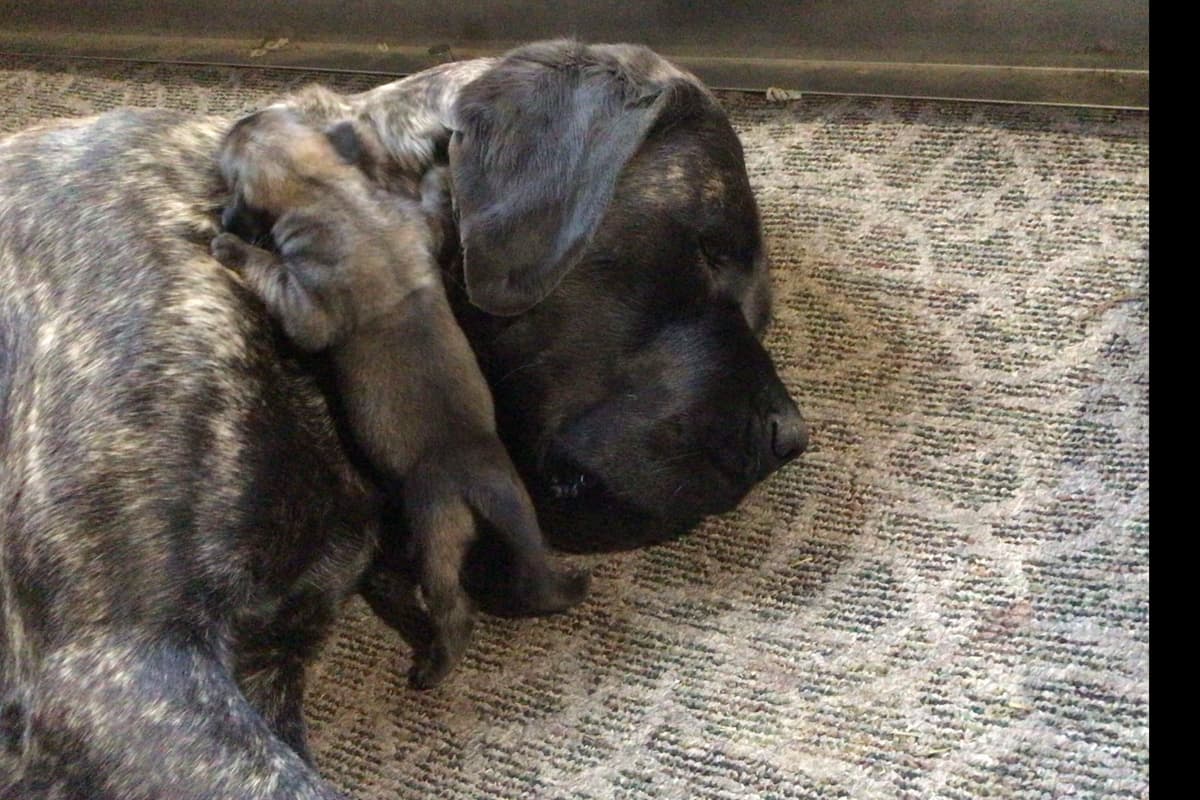 Maple Grove Mastiffs/ 717-380-6772 breeder image 11