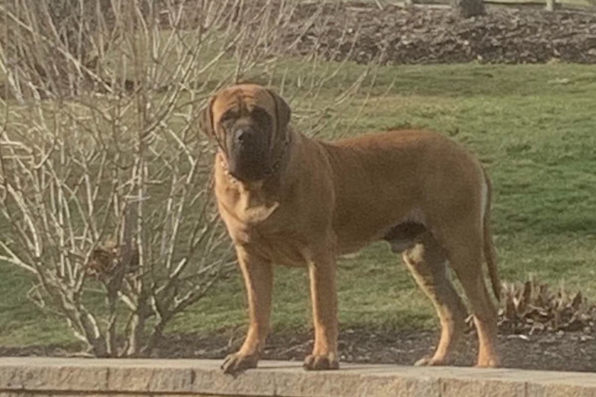 Maple Grove Mastiffs/ 717-380-6772 breeder image 12