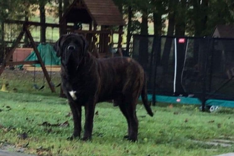 Maple Grove Mastiffs/ 717-380-6772 breeder image 14