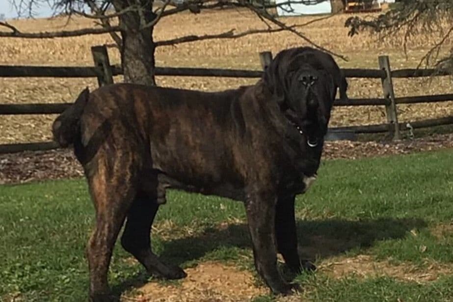 Maple Grove Mastiffs/ 717-380-6772 breeder image 15