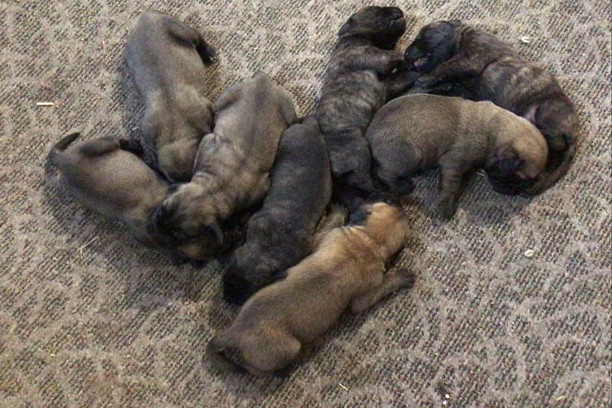 Maple Grove Mastiffs/ 717-380-6772 breeder image 16