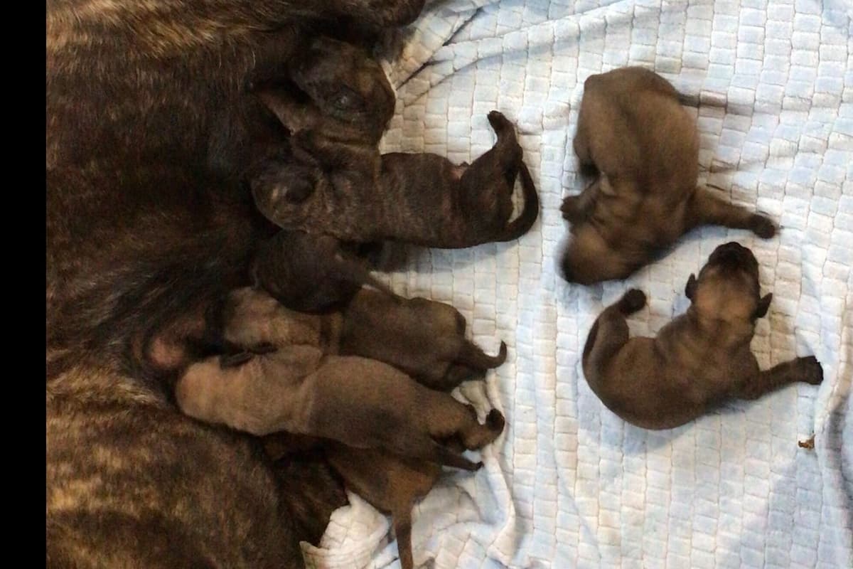 Maple Grove Mastiffs/ 717-380-6772 breeder image 17