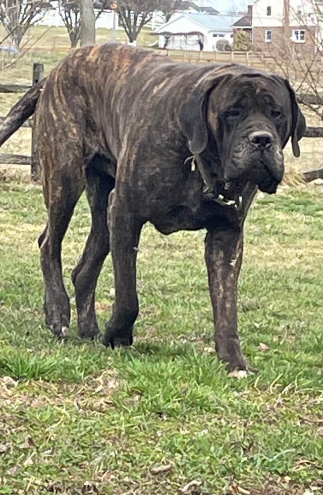 Maple Grove Mastiffs/ 717-380-6772 media 3
