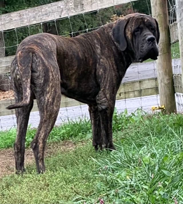 Maple Grove Mastiffs/ 717-380-6772 media 4
