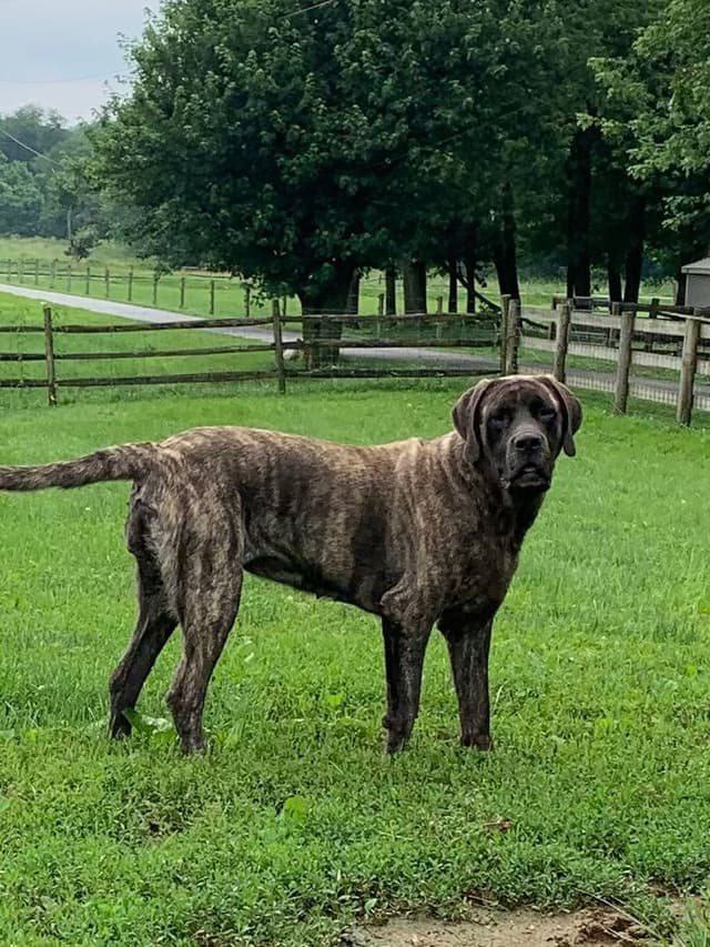 Maple Grove Mastiffs/ 717-380-6772 media 7