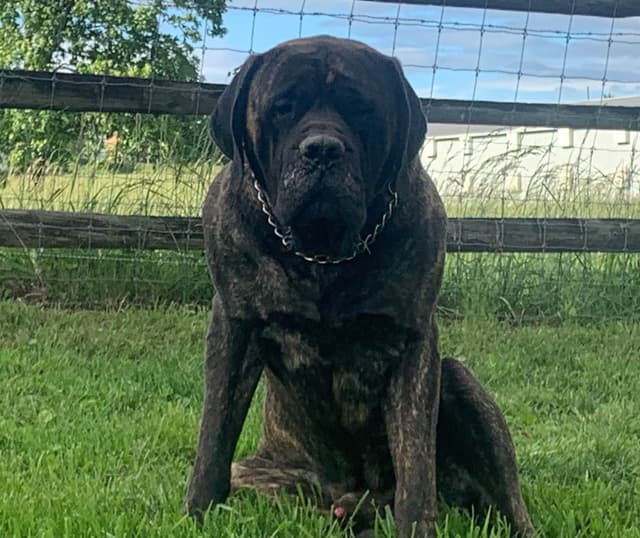 Maple Grove Mastiffs/ 717-380-6772 media 5