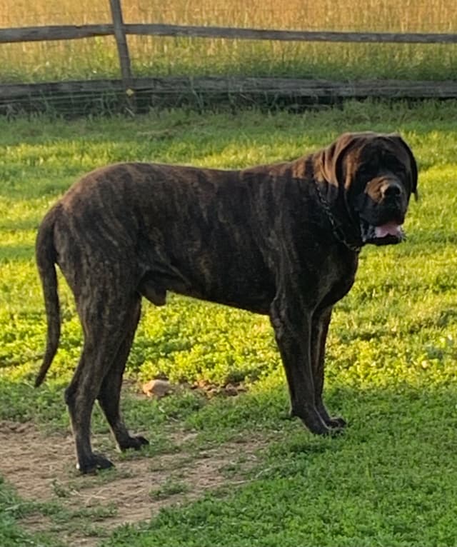 Maple Grove Mastiffs/ 717-380-6772 media 6