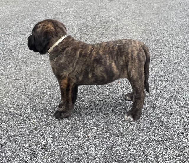 Maple Grove Mastiffs/ 717-380-6772 media 2