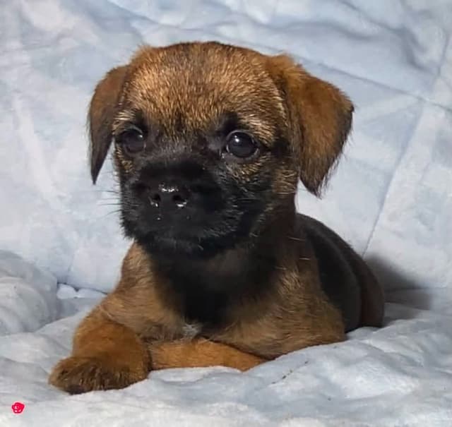 Border Terrier Puppies media 2