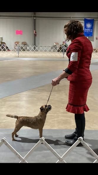 Border Terrier Puppies media 4