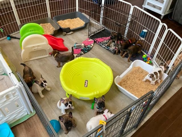 Border Terrier Puppies media 5