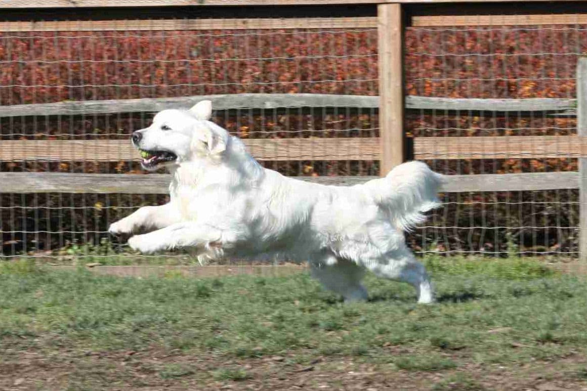 OC Goldens (Freedom 250 Litter) breeder image 1