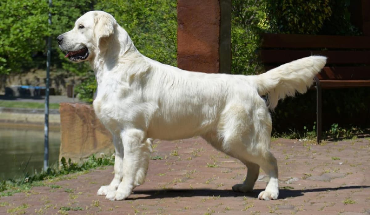 OC Goldens (Freedom 250 Litter) breeder image 2