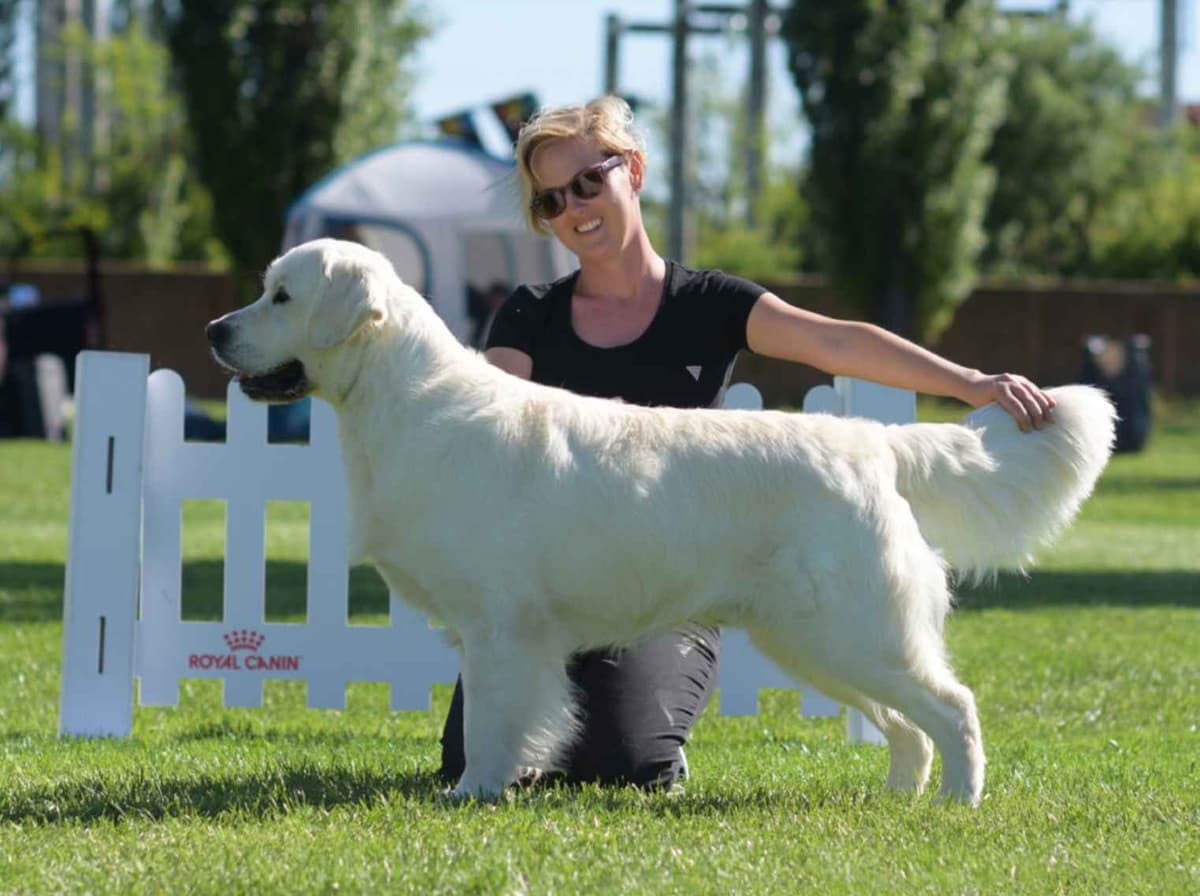 OC Goldens (Freedom 250 Litter) breeder image 3
