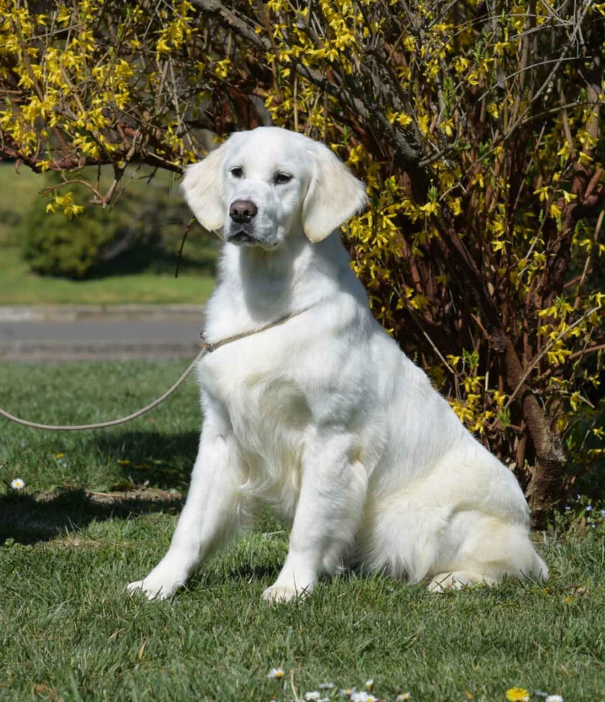OC Goldens (Freedom 250 Litter) breeder image 4