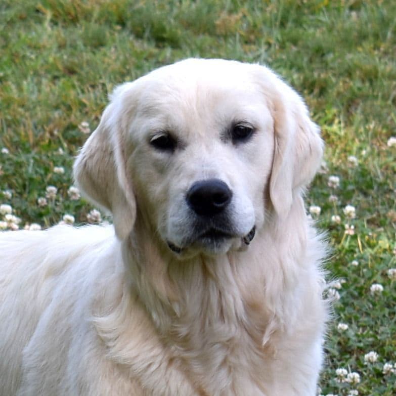 OC Goldens (Freedom 250 Litter) breeder image 7