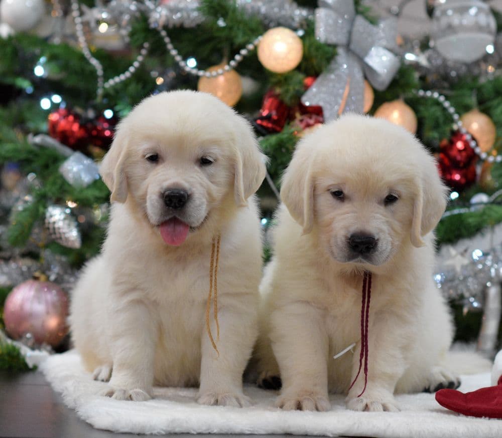 OC Goldens (Freedom 250 Litter) breeder image 8