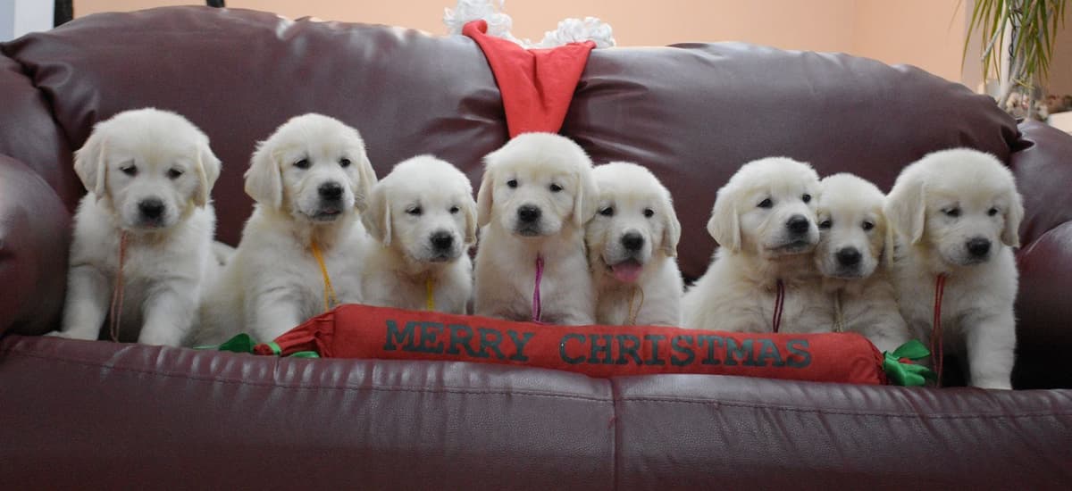 OC Goldens (Freedom 250 Litter) breeder image 9