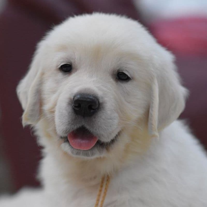 OC Goldens (Freedom 250 Litter) breeder image 10