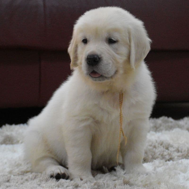 OC Goldens (Freedom 250 Litter) breeder image 11