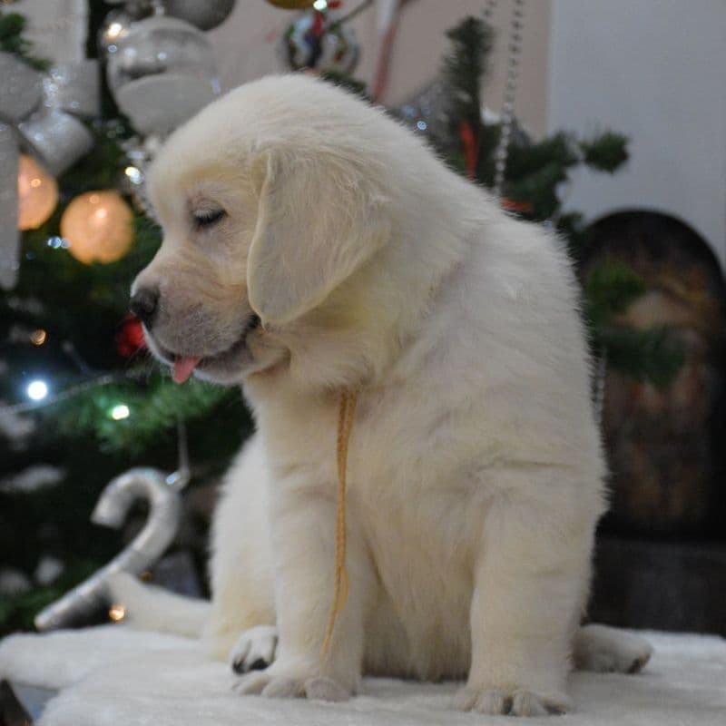 OC Goldens (Freedom 250 Litter) breeder image 12