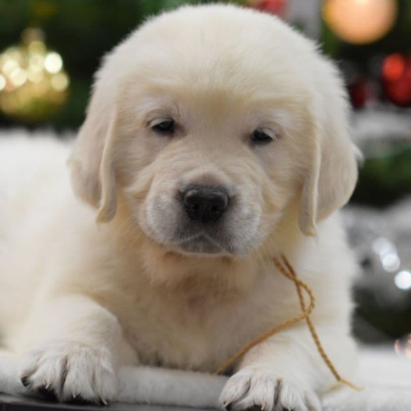 OC Goldens (Freedom 250 Litter) breeder image 13