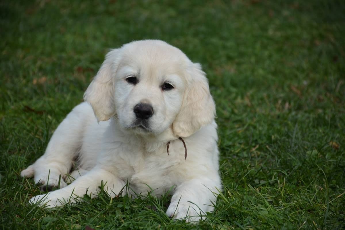 OC Goldens (Freedom 250 Litter) breeder image 14