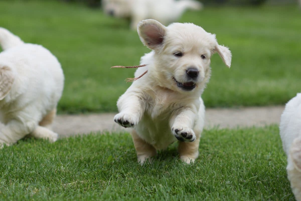 OC Goldens (Freedom 250 Litter) breeder image 16