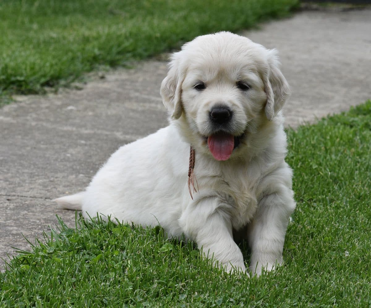 OC Goldens (Freedom 250 Litter) breeder image 17