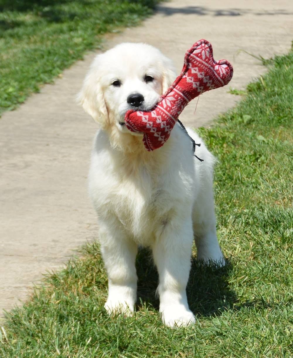 OC Goldens (Freedom 250 Litter) breeder image 15