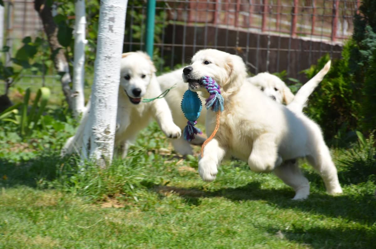 OC Goldens (Freedom 250 Litter) breeder image 18