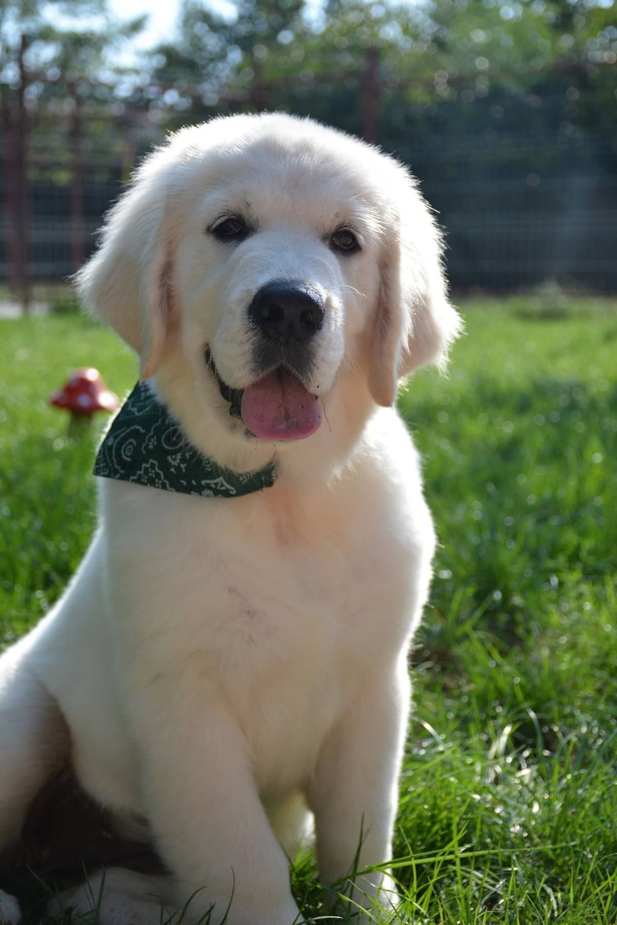 OC Goldens (Freedom 250 Litter) breeder image 19