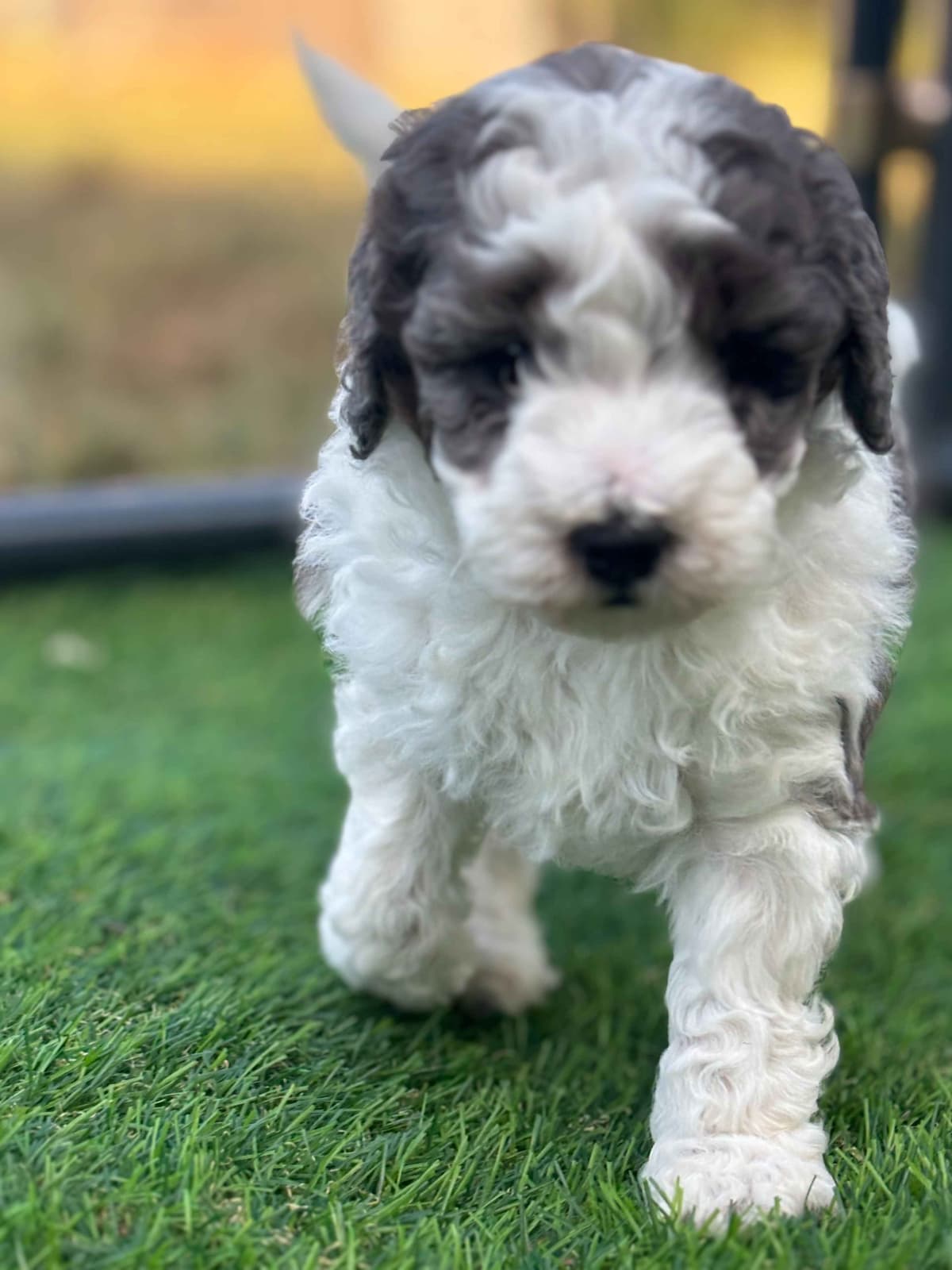 Cavalier King Charles Spaniel Puppies breeder image 1
