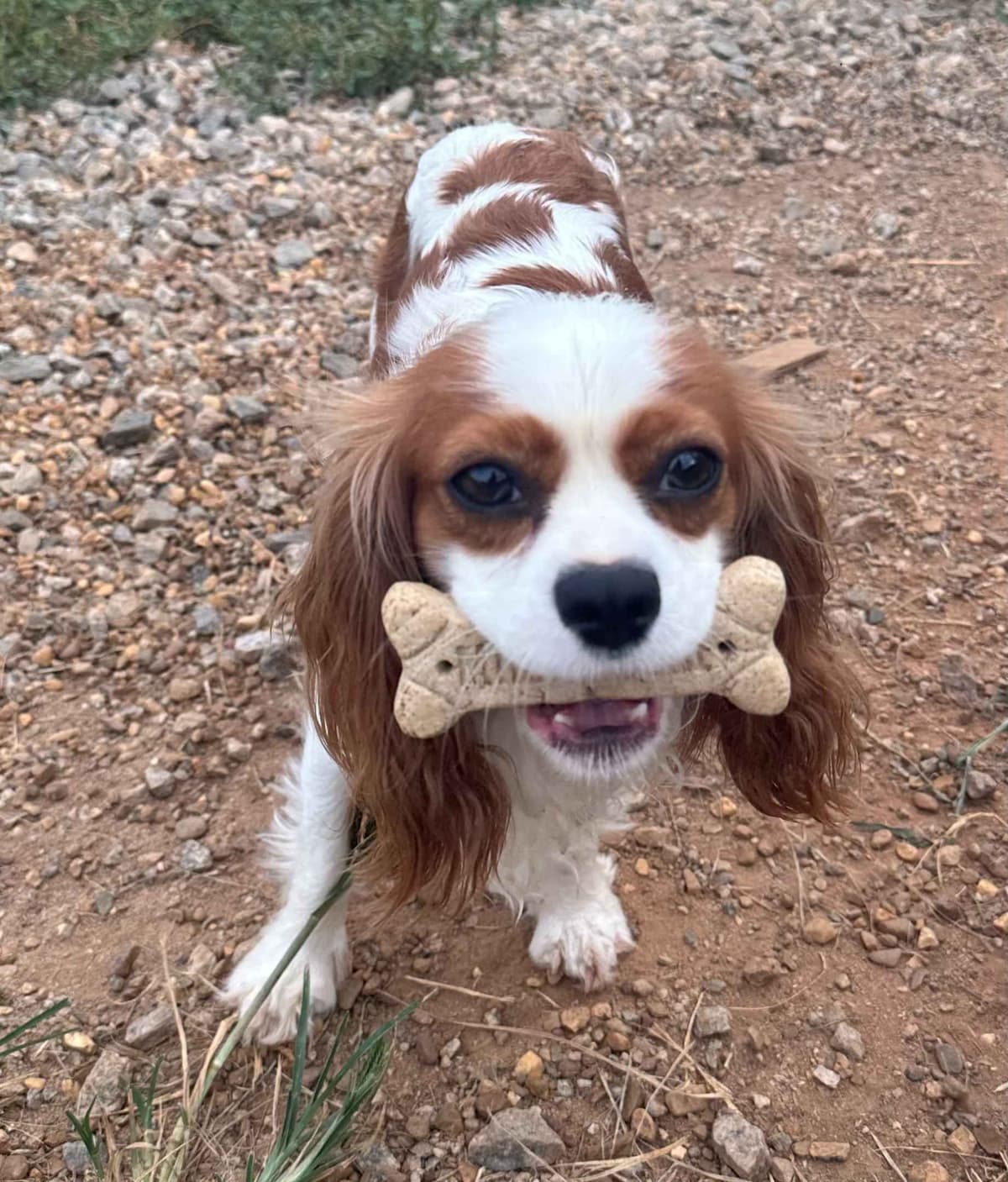 Cavalier King Charles Spaniel Puppies breeder image 4