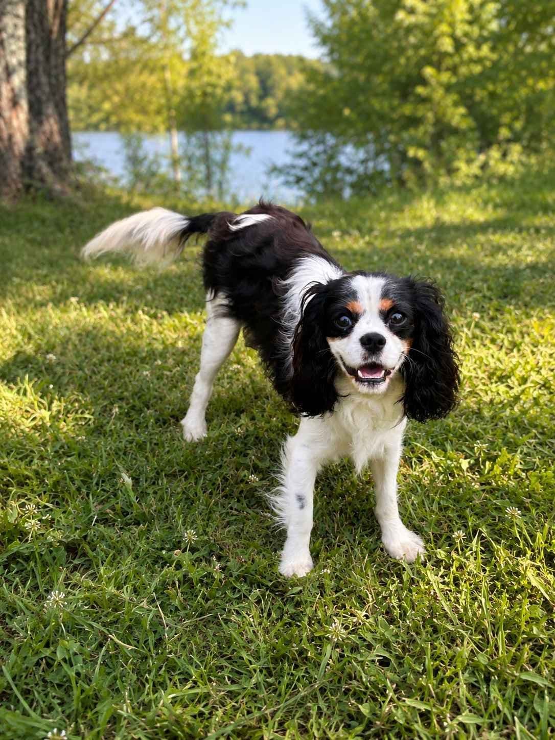 Cavalier King Charles Spaniel Puppies breeder image 8