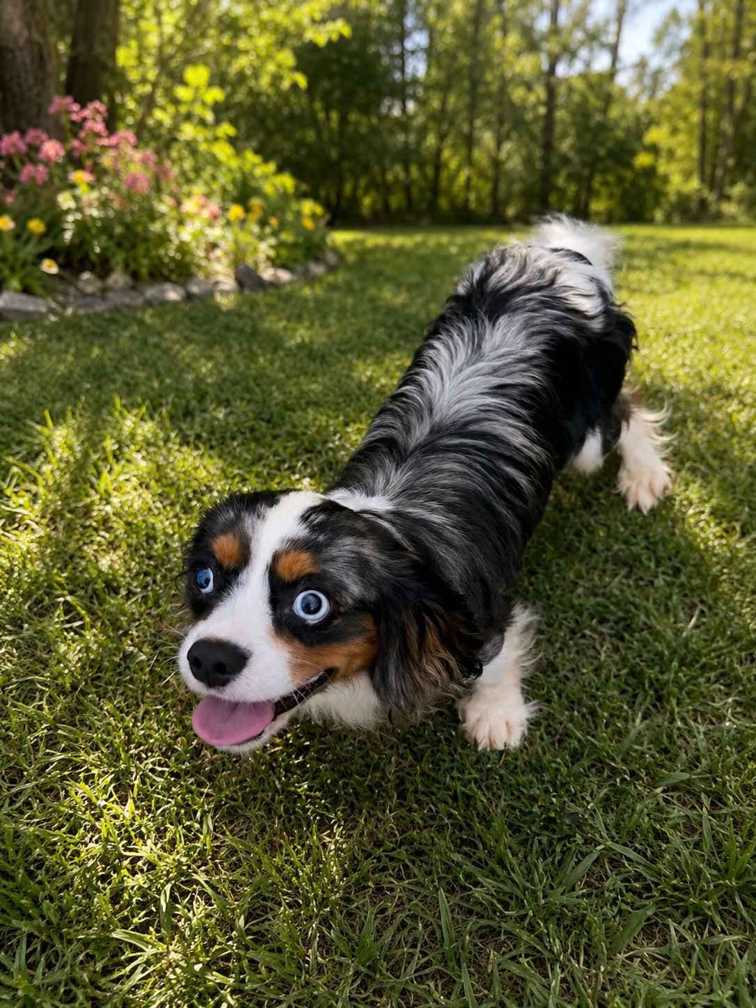 Cavalier King Charles Spaniel Puppies breeder image 9