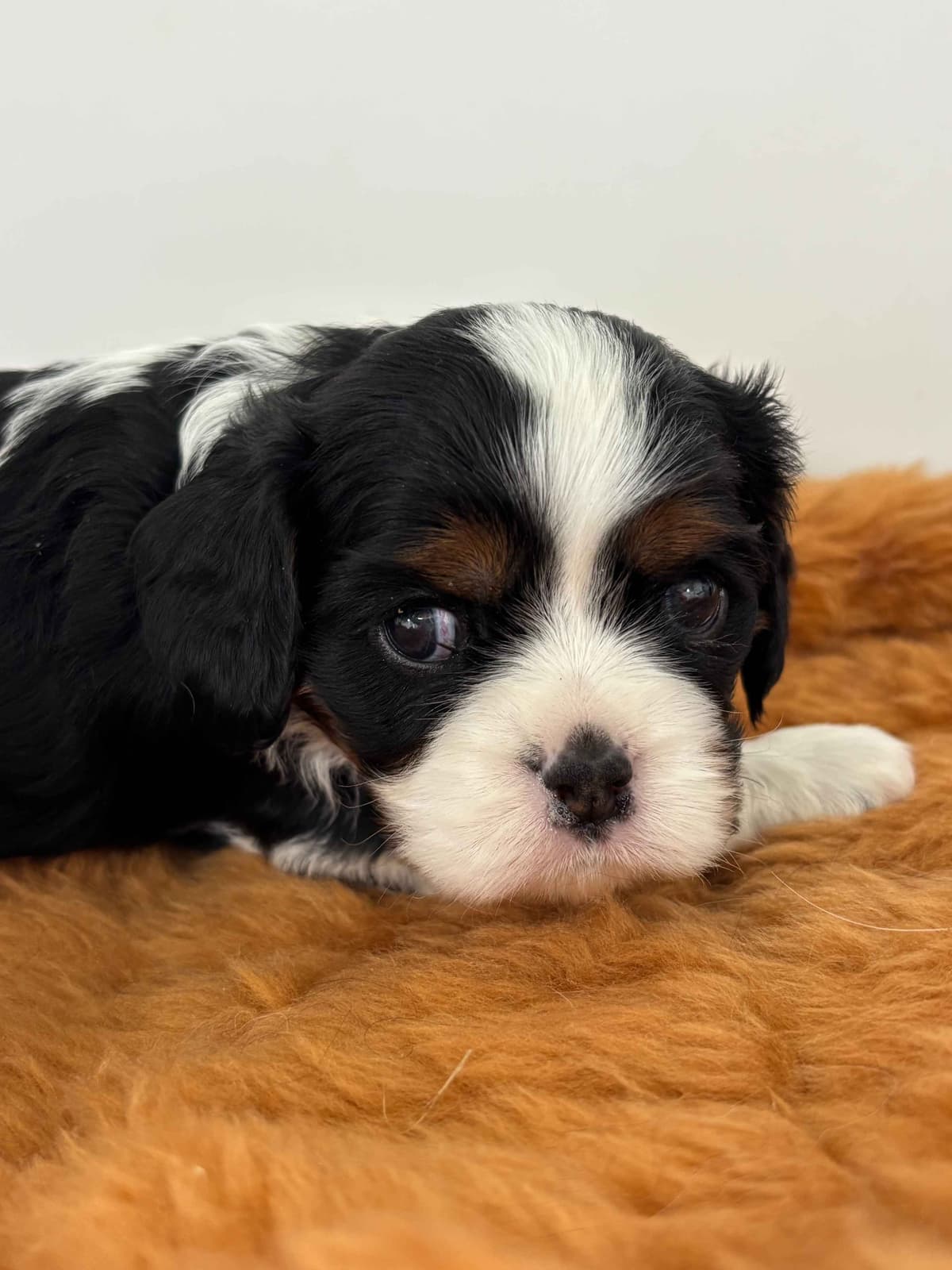 Cavalier King Charles Spaniel Puppies breeder image 12
