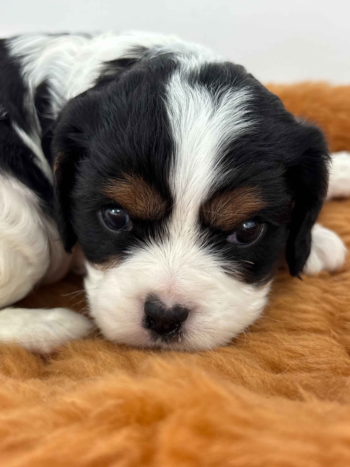Cavalier King Charles Spaniel Puppies breeder image 11