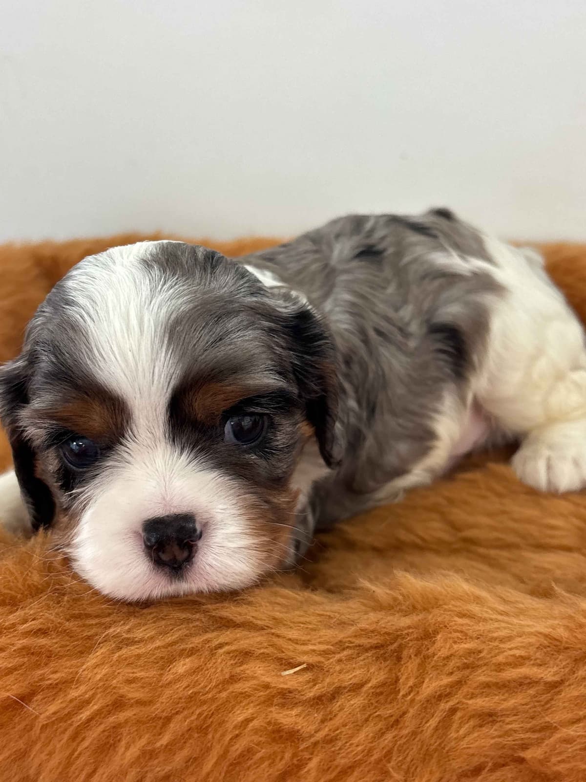 Cavalier King Charles Spaniel Puppies breeder image 10