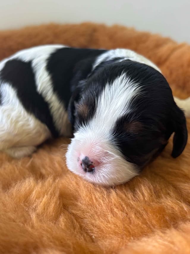 Cavalier King Charles Spaniel Puppies media 4