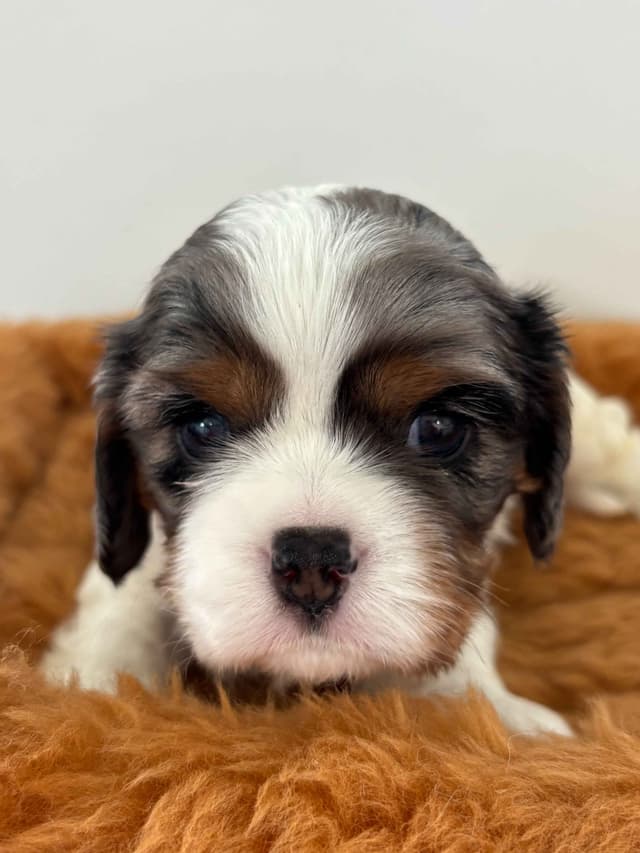 Cavalier King Charles Spaniel Puppies media 5