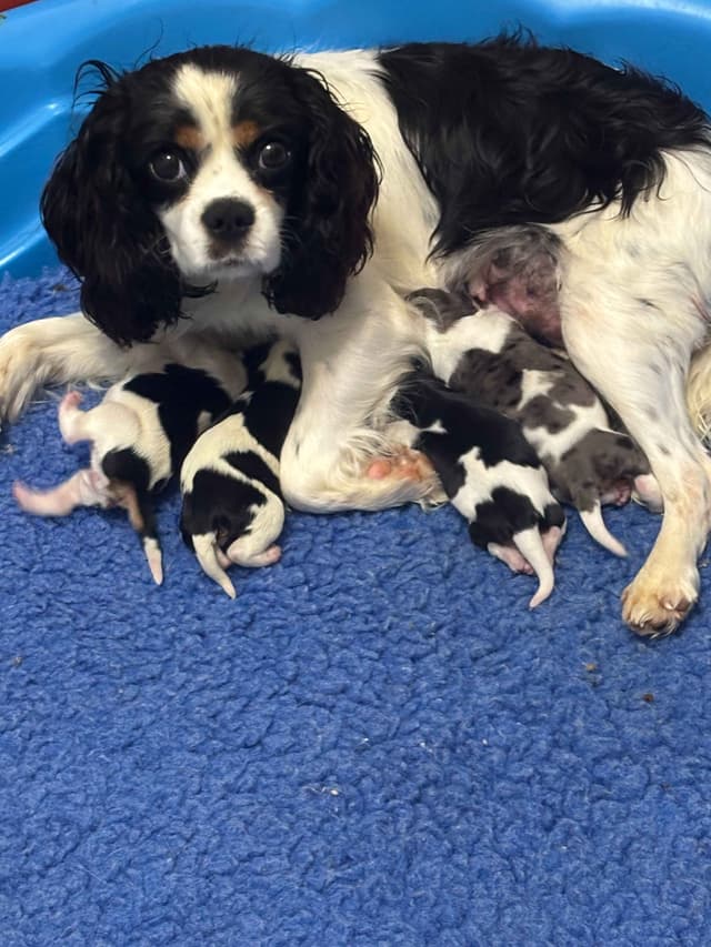 Cavalier King Charles Spaniel Puppies media 10