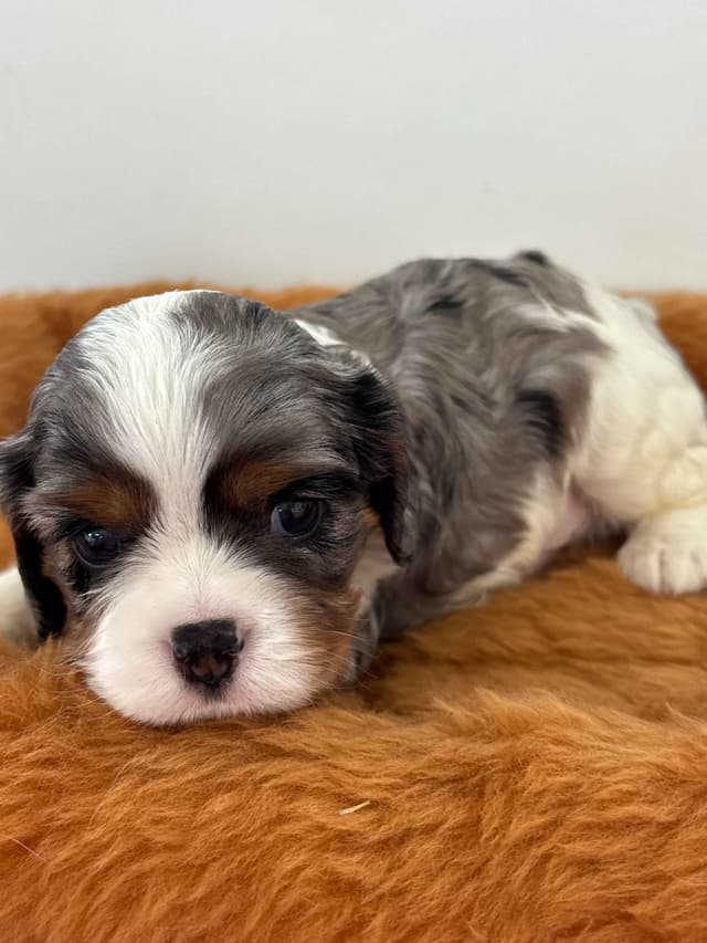 Cavalier King Charles Spaniel Puppies media 6