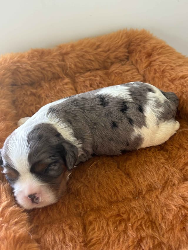 Cavalier King Charles Spaniel Puppies media 8