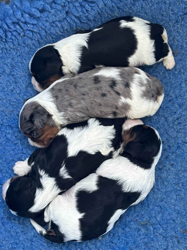 Cavalier King Charles Spaniel Puppies media 12