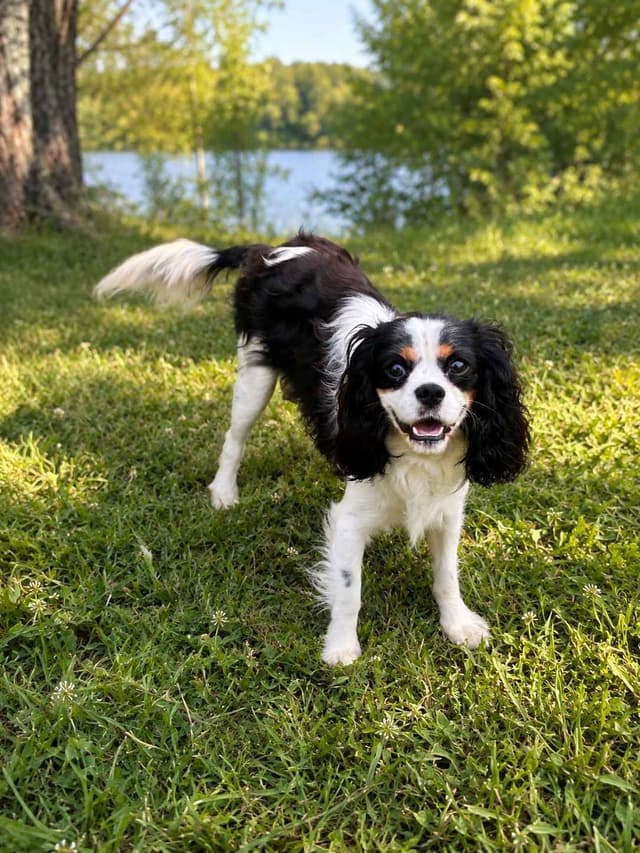 Cavalier King Charles Spaniel Puppies media 14