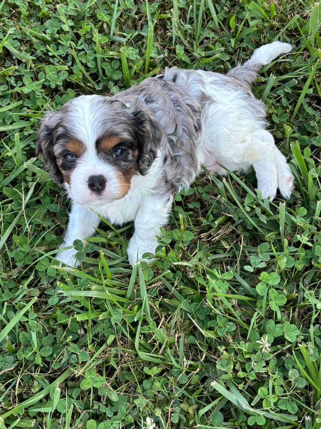 Cavalier King Charles Spaniel Puppies media 18