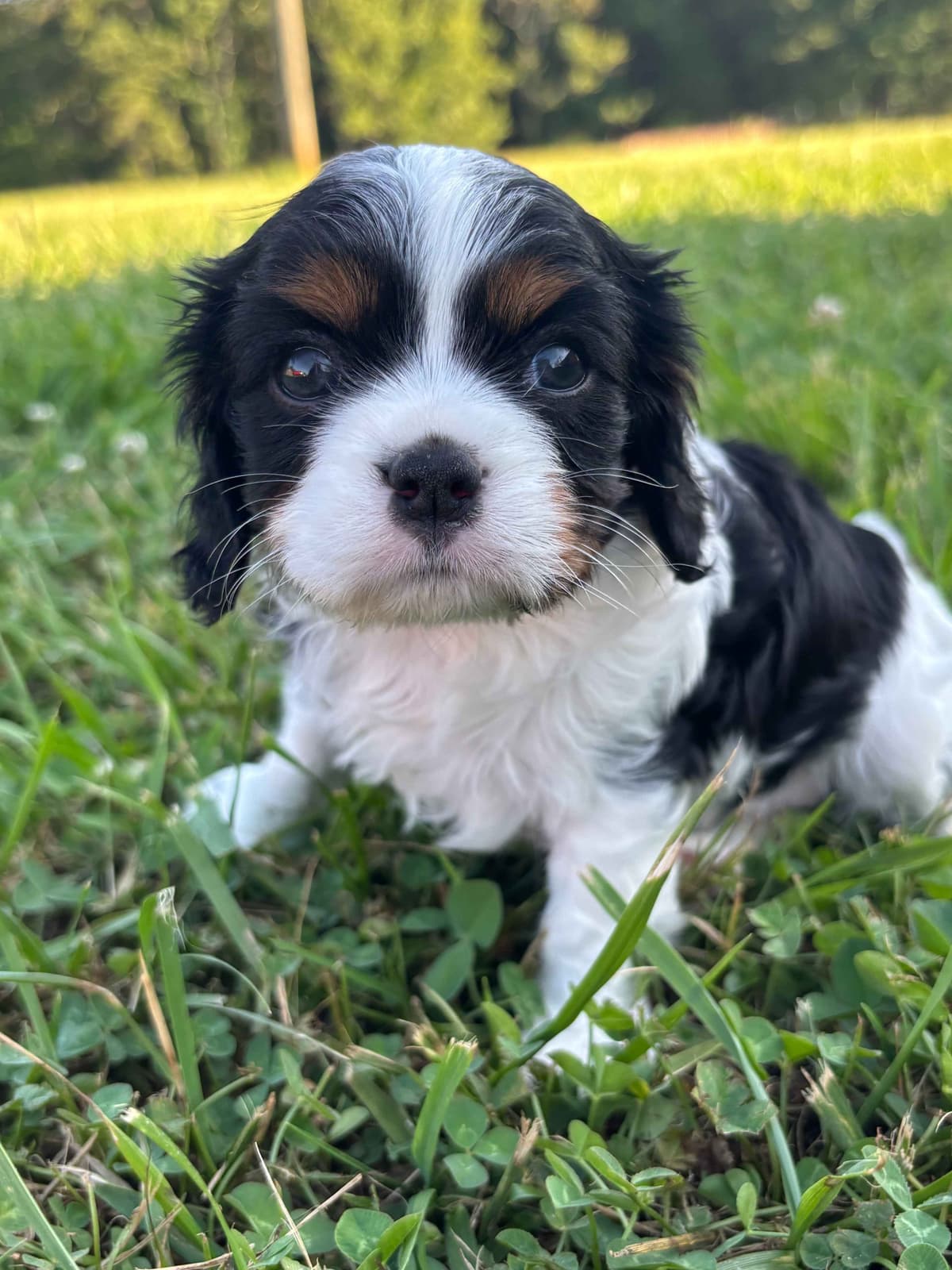 Cavalier King Charles Spaniel Puppies breeder image 16