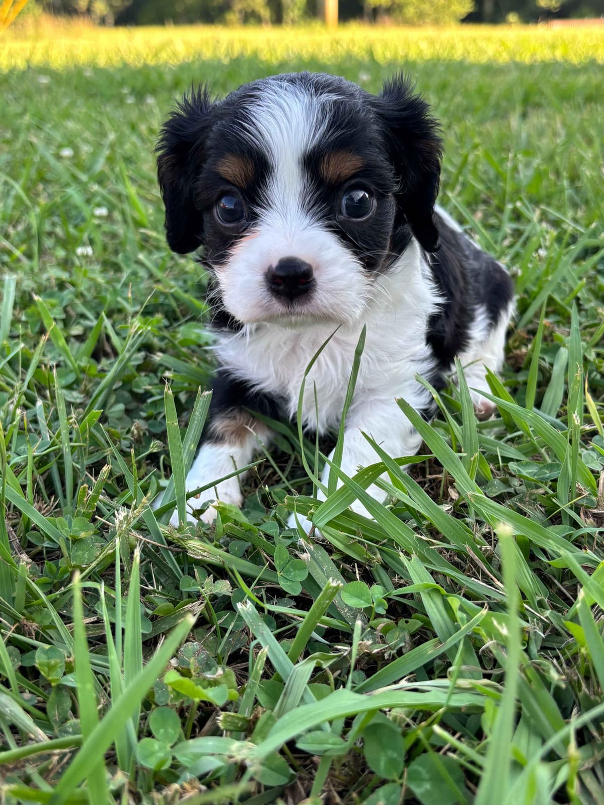 Cavalier King Charles Spaniel Puppies breeder image 17
